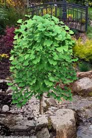 Attēlu rezultāti vaicājumam “Ginkgo biloba”