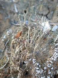 Attēlu rezultāti vaicājumam “Cladonia cornuta”