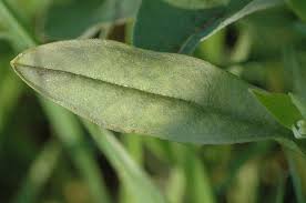 Attēlu rezultāti vaicājumam “Myosotis sparsiflora leaf”