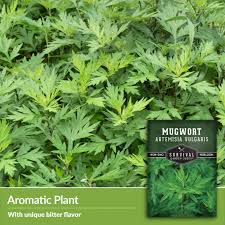 Image result for Artemisia vulgaris