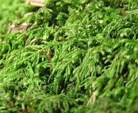 Attēlu rezultāti vaicājumam “Pterigynandrum filiforme”