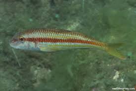 Image result for Mullus surmuletus