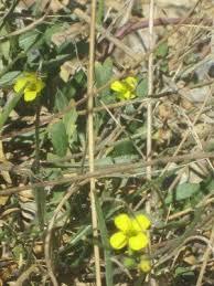 Attēlu rezultāti vaicājumam “Diplotaxis tenuifolia bud”