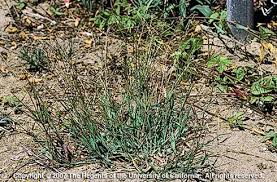 Attēlu rezultāti vaicājumam “Digitaria ischaemum leaf”