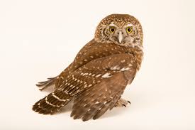 Attēlu rezultāti vaicājumam “Glaucidium passerinum”