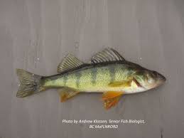 Image result for Perca flavescens