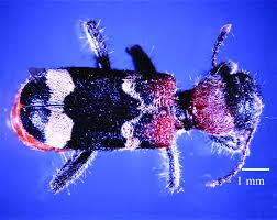 Attēlu rezultāti vaicājumam “Thanasimus formicarius”