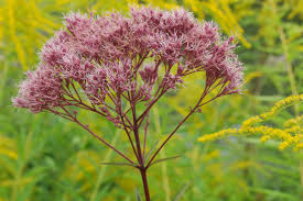 Attēlu rezultāti vaicājumam “Eupatorium cannabinum bud”