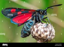 Attēlu rezultāti vaicājumam “Zygaena sp.”