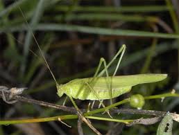 Attēlu rezultāti vaicājumam “Phaneroptera falcata”