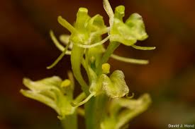 Attēlu rezultāti vaicājumam “Liparis loeselii flower”