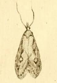 Attēlu rezultāti vaicājumam “Semioscopis avellanella imago”