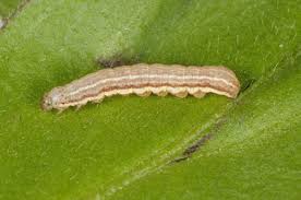 Attēlu rezultāti vaicājumam “Cerastis rubricosa”