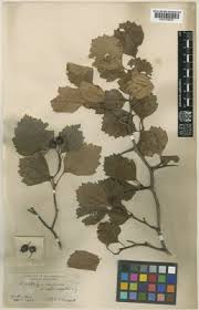 Attēlu rezultāti vaicājumam “Crataegus chrysocarpa”