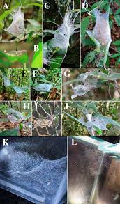 Attēlu rezultāti vaicājumam “Ichneumonidae cocoon”