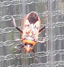 Attēlu rezultāti vaicājumam “Grypocoris sexguttatus”