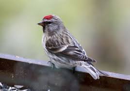 Attēlu rezultāti vaicājumam “Carduelis flammea female”