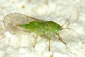 Attēlu rezultāti vaicājumam “Psylla alni”