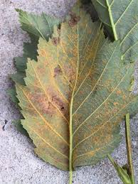 Attēlu rezultāti vaicājumam “Melampsoridium sp.”