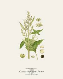 Attēlu rezultāti vaicājumam “Chenopodium album flower”