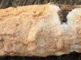 Attēlu rezultāti vaicājumam “Phlebia rufa”