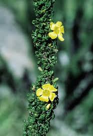 Attēlu rezultāti vaicājumam “Oxalidaceae”