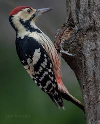 Attēlu rezultāti vaicājumam “Dendrocopos major”