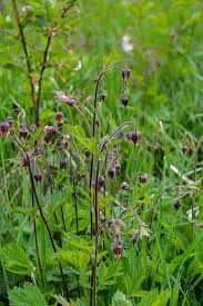 Attēlu rezultāti vaicājumam “Geum rivale bud”