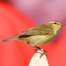 Image result for Phylloscopus ibericus