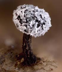 Attēlu rezultāti vaicājumam “Barbeyella minutissima”