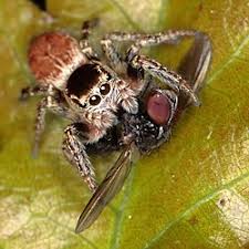 Attēlu rezultāti vaicājumam “Evarcha falcata male”