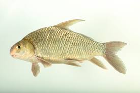 Image result for Carpiodes carpio