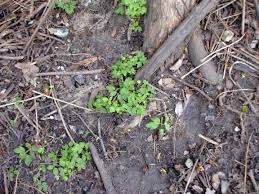 Attēlu rezultāti vaicājumam “Adoxa moschatellina leaf”