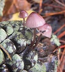 Attēlu rezultāti vaicājumam “Mycena purpureofusca”