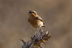 Attēlu rezultāti vaicājumam “Oenanthe oenanthe juvenile”