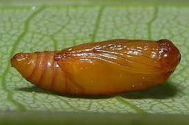 Attēlu rezultāti vaicājumam “Aethes margaritana”