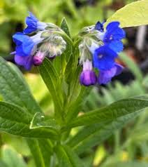 Attēlu rezultāti vaicājumam “Lophozia longiflora”