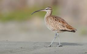 Attēlu rezultāti vaicājumam “Numenius phaeopus”