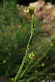 Attēlu rezultāti vaicājumam “Sisymbrium volgense flower”