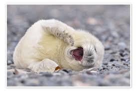 Image result for Halichoerus grypus