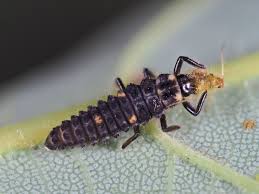 Attēlu rezultāti vaicājumam “Adalia bipunctata larva”