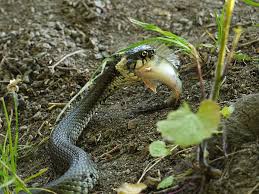 Attēlu rezultāti vaicājumam “Natrix natrix”