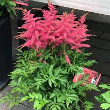 Image result for Astilbe