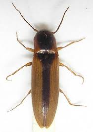 Attēlu rezultāti vaicājumam “Dalopius marginatus”