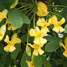 Attēlu rezultāti vaicājumam “Caragana arborescens flower”