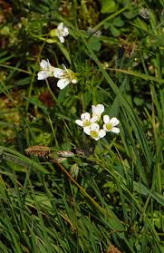 Attēlu rezultāti vaicājumam “Cardamine amara flower”