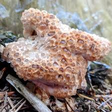 Attēlu rezultāti vaicājumam “Tubifera magna young”