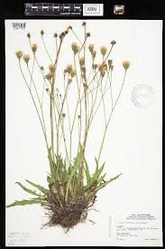 Attēlu rezultāti vaicājumam “Leontodon autumnalis”