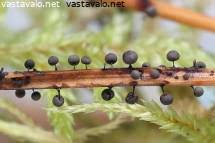 Attēlu rezultāti vaicājumam “Lamproderma violaceum stalked”