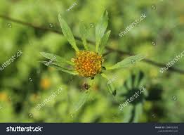Attēlu rezultāti vaicājumam “Bidens frondosa flower”